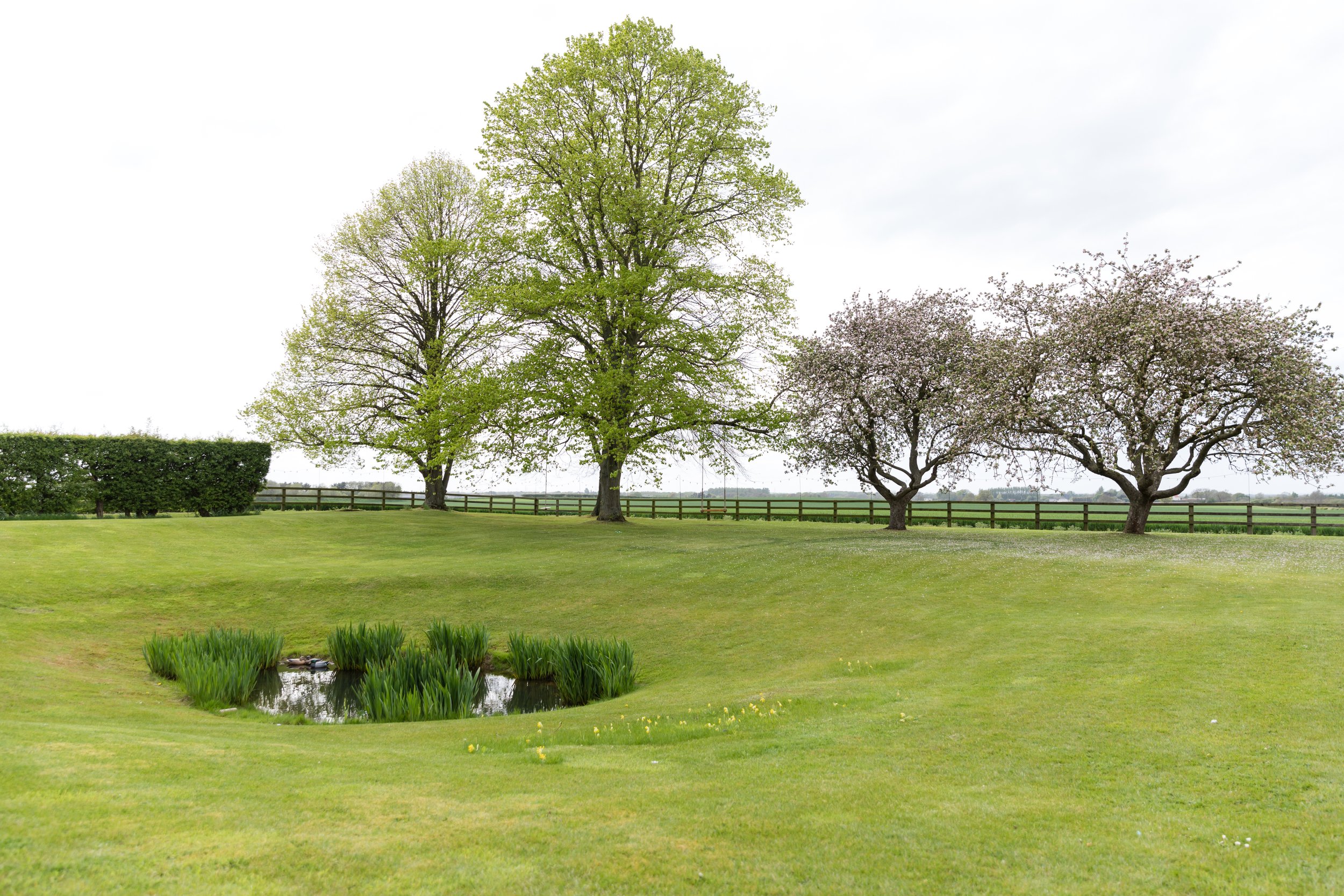 The lawn with an ornamental pond and blossom trees
